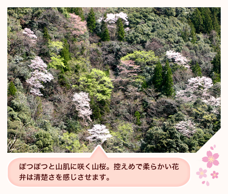 ぽつぽつと山肌に咲く山桜。控えめで柔らかい花弁は清楚さを感じさせます。